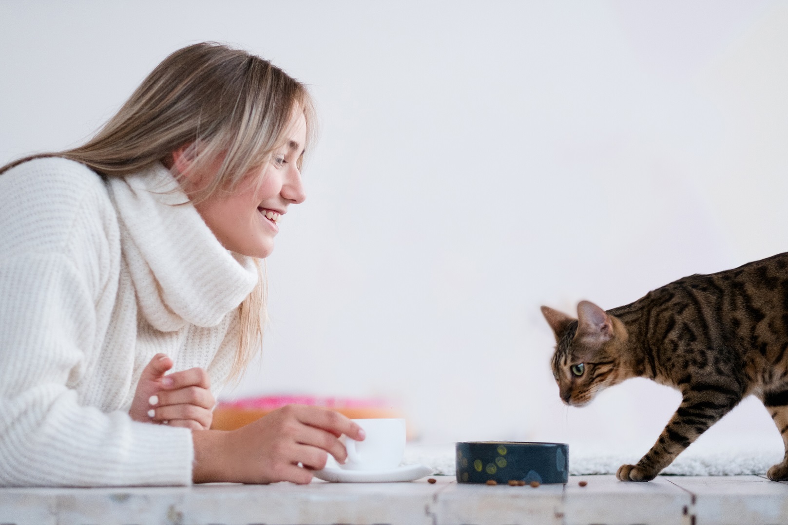 Miaou Découverte : offres d'essai pour votre chat