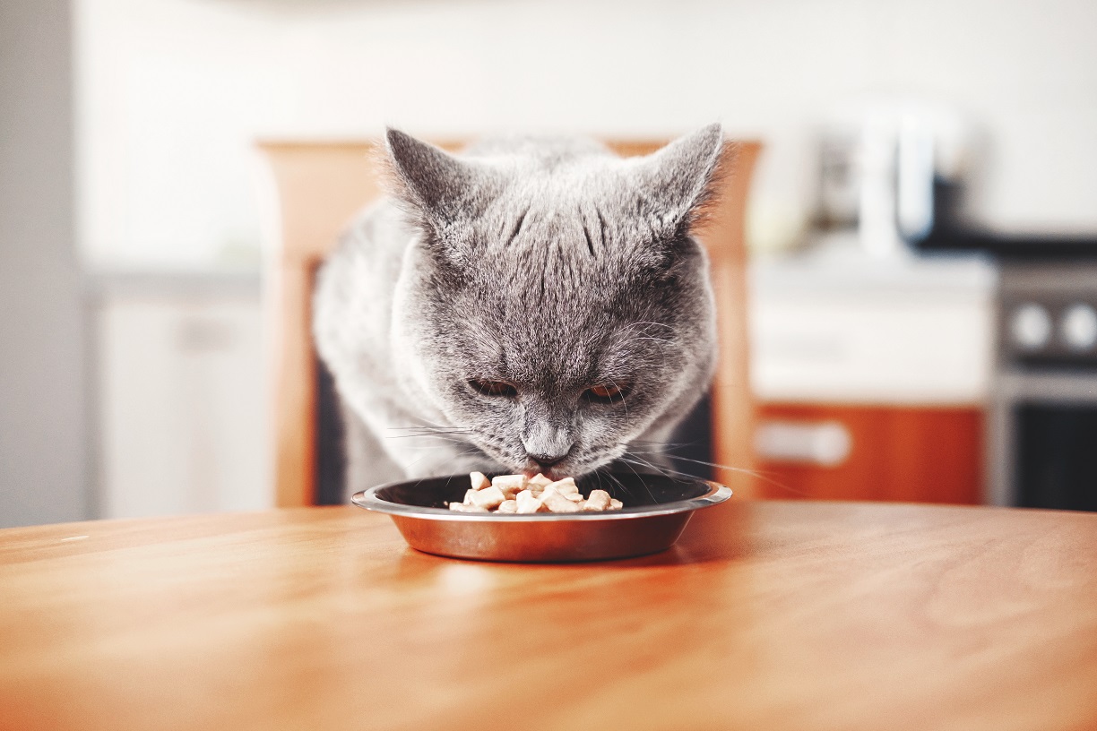 Bitiba.fr : 5% de réduction sur la nourriture pour chats