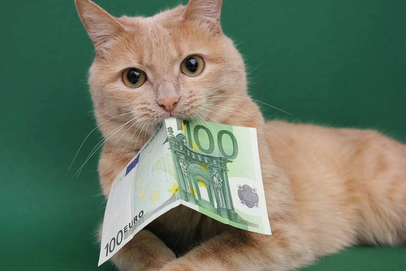 100 € de coupons sur TEMU pour votre chat