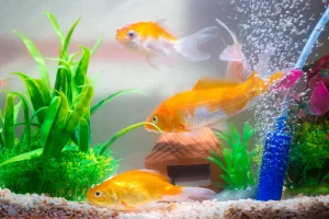 Économisez sur l'Aquariophilie : Offres Exceptionnelles sur les Essentiels pour Vos Poissons