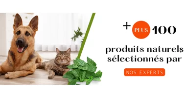 Doctanimo.fr : offre pour les amoureux des chats !