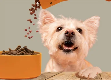 Comment trouver des échantillons de croquettes pour chiens ? 🐶