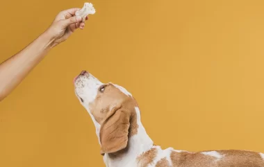 -20% sur des produits santé pour chiens chez Animigo.fr