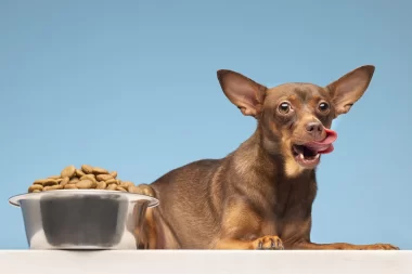 Offrez le meilleur à votre chien : jusqu'à 30% de réduction sur Zoomalia