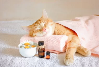 produits santé pour chats jusque -20%